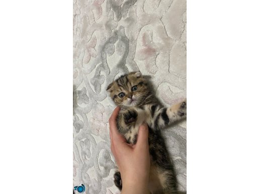 Scottish fold yavru