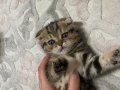 Scottish fold yavru