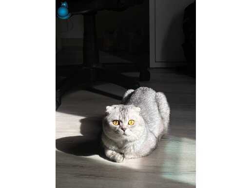 Kedi 2 yaşında erkek