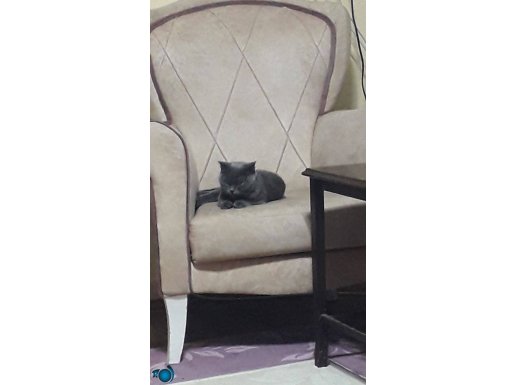 6-7 aylık tuvalet eğitimli british shorthair 