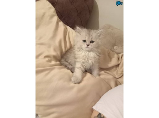Kızıma yuva arıyorum her seyı tamdır 