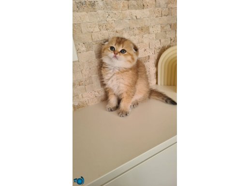 Scottish fold golden ny24 erkek yozgat