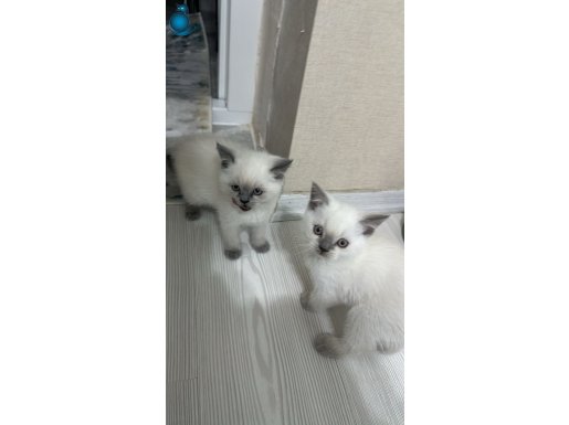 British Shorthair bluepoint 1 erkek 1 dişi yavru