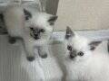 British Shorthair bluepoint 1 erkek 1 dişi yavru