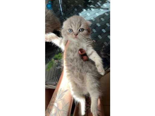 Scottish ve british longhair 
