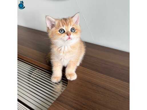Safkan British Shorthair Ny12 Golden