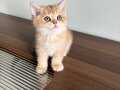 Safkan British Shorthair Ny12 Golden