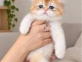 Safkan Longhair ve shorthair yavrular