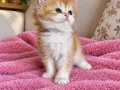 Safkan Longhair ve shorthair yavrular