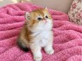 Safkan Longhair ve shorthair yavrular