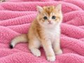Safkan Longhair ve shorthair yavrular