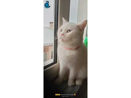 Laf söz dinleyen çok akıllı bir kedi cismini tam olarak bilm