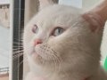 Laf söz dinleyen çok akıllı bir kedi cismini tam olarak bilm