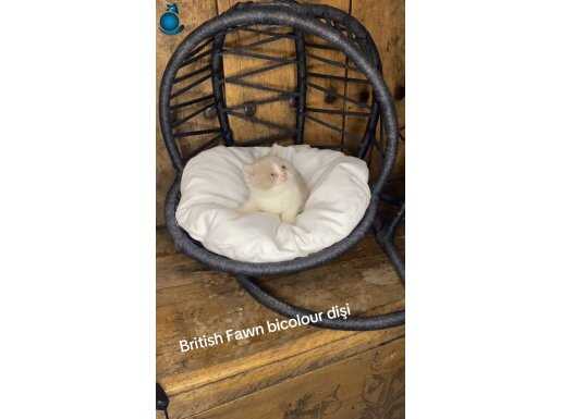 Fawn bicolour 