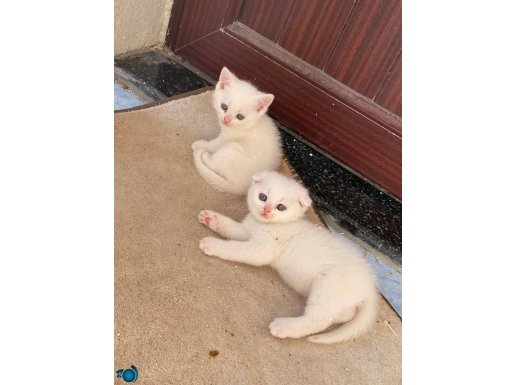 3 aylık scottish dişi yavrular