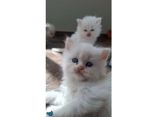 Kar tanelerim yeni yuvalarını bekliyor ????????
