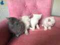 BRITISH SHORTHAIR YAVRULARIMIZ SAHİPLERİNİ BEKLİYOR