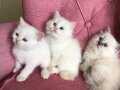 BRİTİSH SHORTHAİR YAVRULARIMIZ YUVASINI ARIYOR
