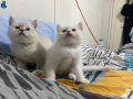 Kedilerimizi Ücretsiz Sahiplendireceğiz