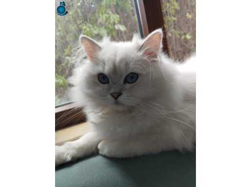 British Longhair