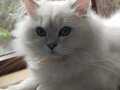 British Longhair