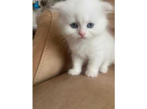 Kısa bacak cana yakın minnaklar