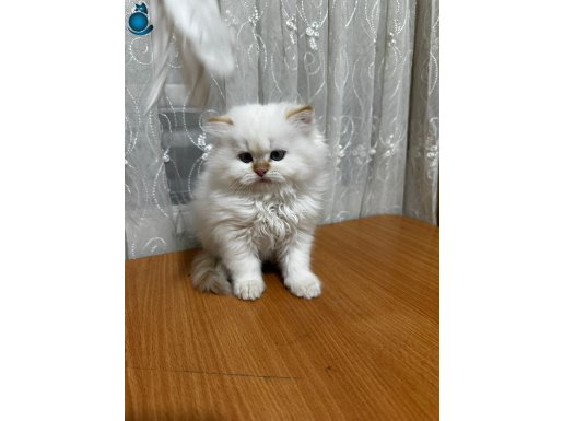 Yavru, tatlı, eğitimli British kedilerimize yuva arıyoruz