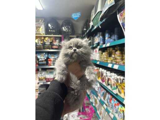 Gümüş bulut Rengindeki British Yavrumuz