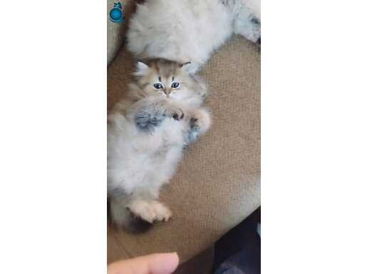 Biricik güzelimiz yuvasını arıyor.