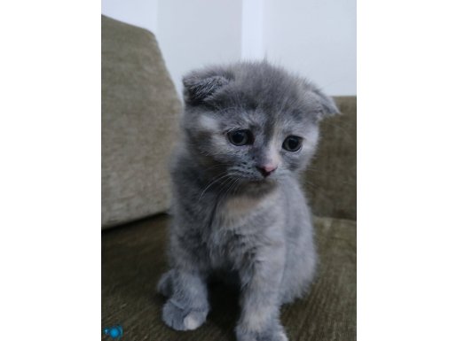 YAVRU KEDİ YAKLAŞIK 2 AYLIK