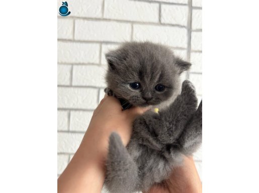 1,5 Aylık British Shorthair