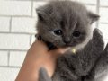 1,5 Aylık British Shorthair
