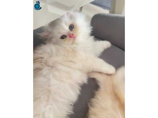 Pamuğuma güzel bi sahip arıyorum