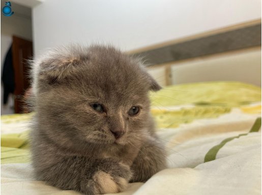 1 aylık 3 tane yavru scottish fold