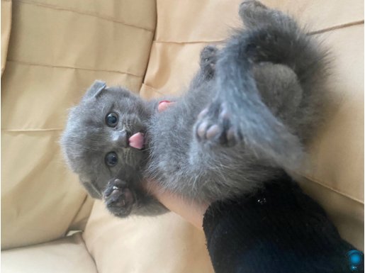 Bebek sevimli kedi