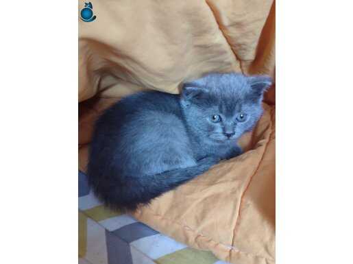Brisith kedi 