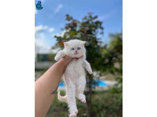 Ankara içi sağlıklı british shorthair