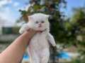 Ankara içi sağlıklı british shorthair