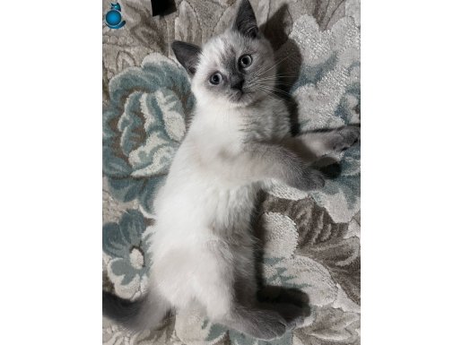 British Blue Point Yavru Kediler 2.5 aylık