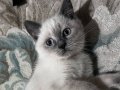 British Blue Point Yavru Kediler 2.5 aylık