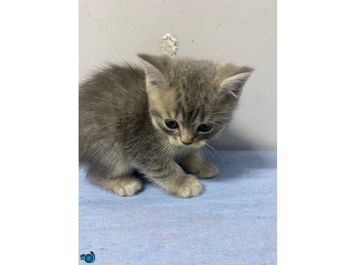 Tatlı Safkan British Shorthair Yavruları 