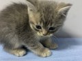 Tatlı Safkan British Shorthair Yavruları 