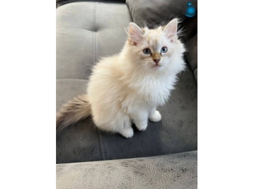 SCR Lİ RAGDOLL 