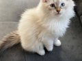 SCR Lİ RAGDOLL 