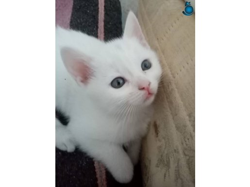 Van kedi. Yavrusu