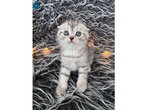 CHOCOLATE SILVER TABBY SCOTTISH FOLD YAVRULARIMIZ