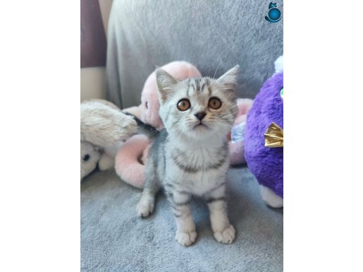 Safkan British Shorthair Yavrularımız