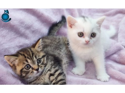 Safkan British Shorthair