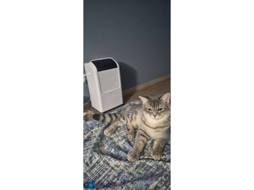 Sosyal Ortamın Yıldızı: Ümraniye’nin En Karizmatik British Shorthair Dostu