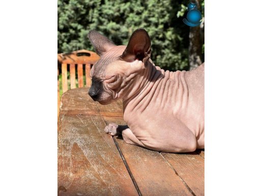 2yaşında erkek sphynx 